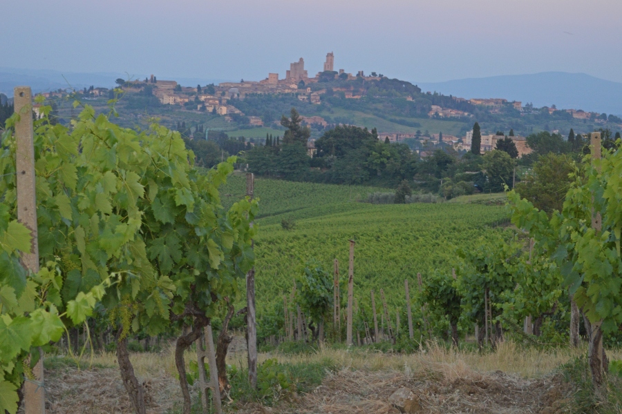 Typisch beeld als we met kinderen naar Toscane gaan: cipressen, wijnranken en de torens van San Gigmignano 
