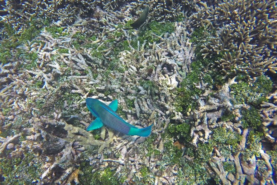 onderwaterwereld pigeon Island
