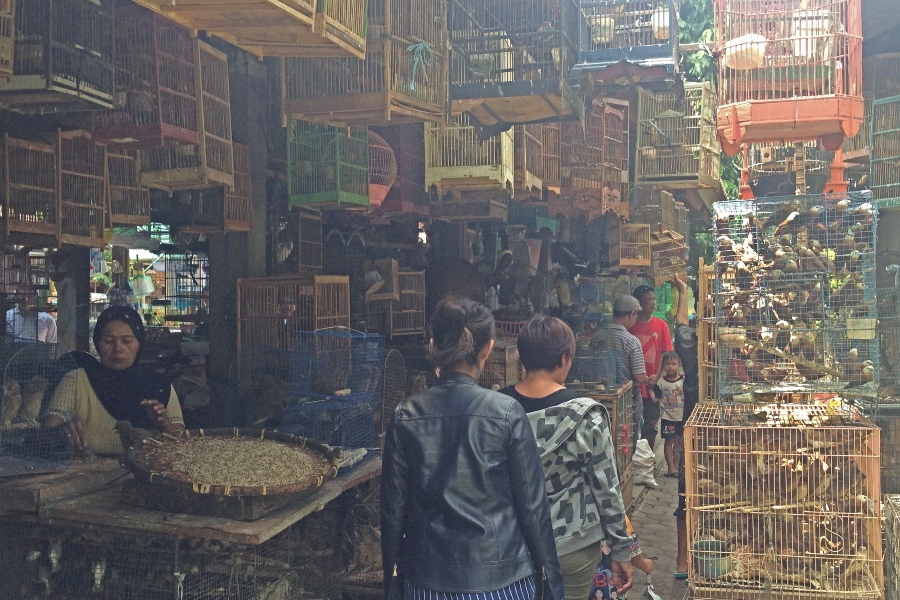 we bezoeken de vogeltjesmarkt als we in Yogyakarta met kinderen zijn. Aanrader..? Nope!