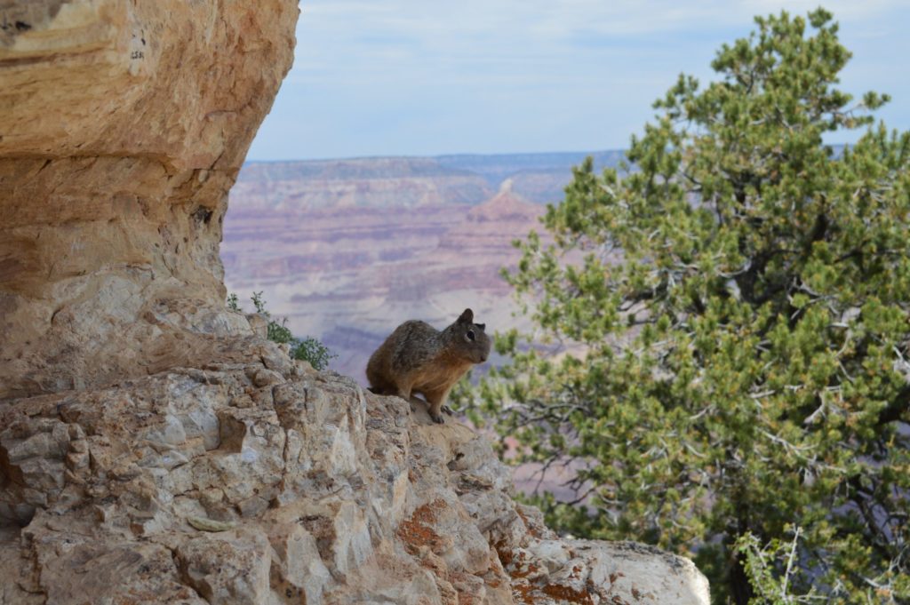 Nieuwsgierige eekhoorntjes, ze maken op Fynn meer indruk dan de canyon zelf