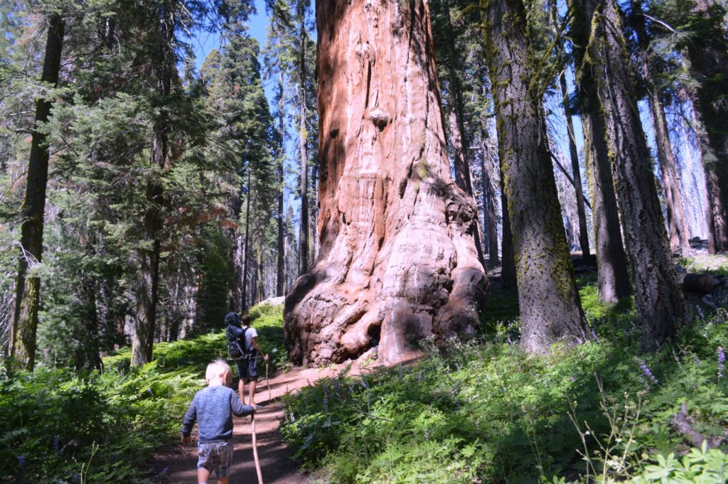 Sequoia NP met kinderen is terug naar de tijd van Bassie en Adriaan