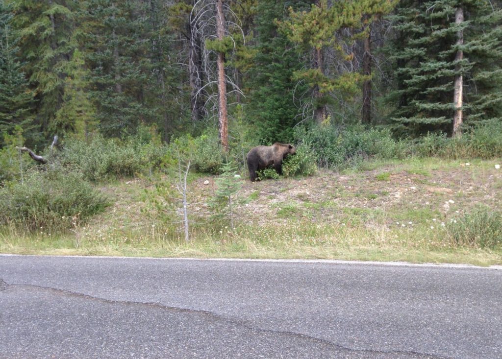 Beren in de Rocky Mountains in Canada, gewoon langs de kant van de weg.