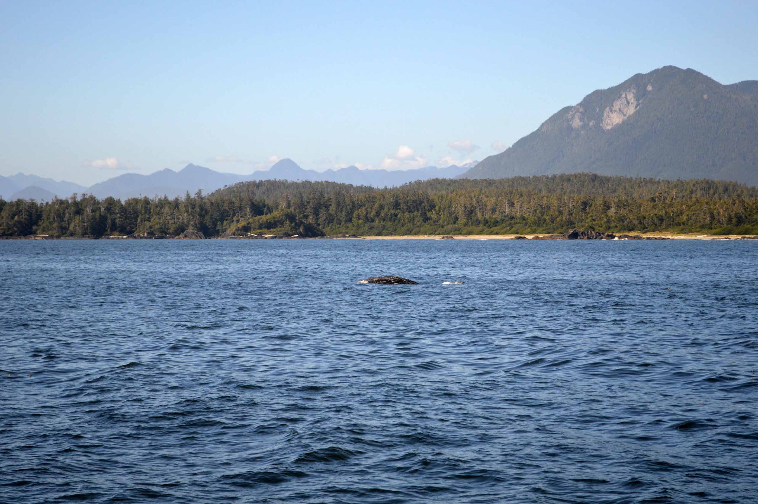 We gaan walvissen spotten op Vancouver Island