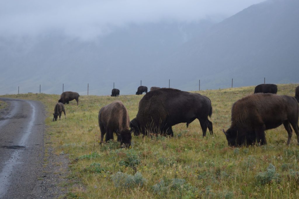 Buffels in Waterton NP