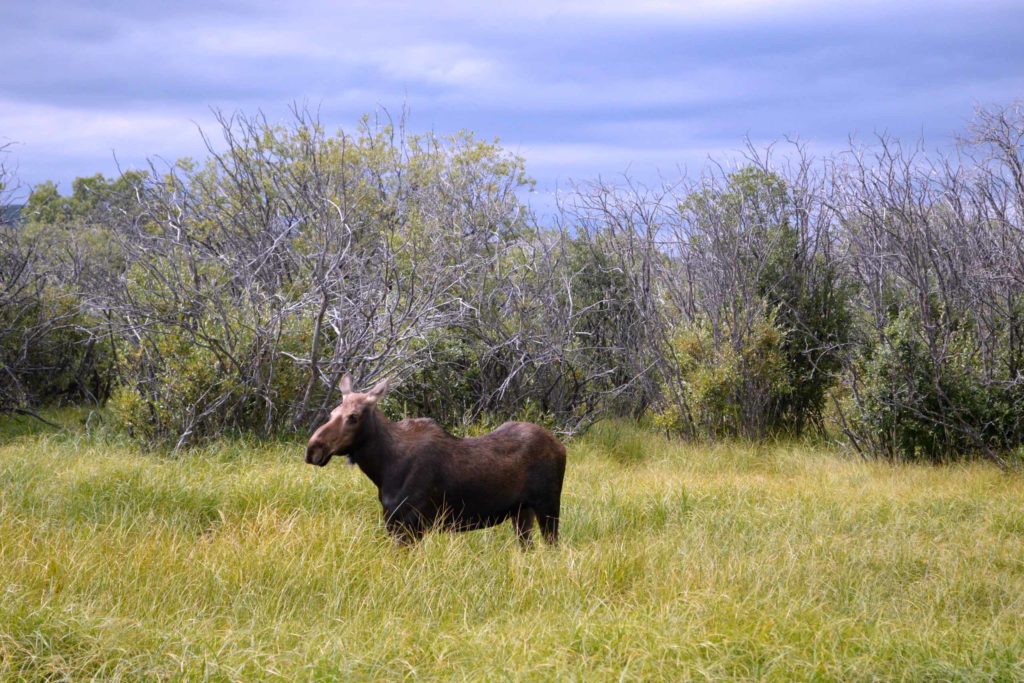 We spotten deze Moose bij Waterton NP