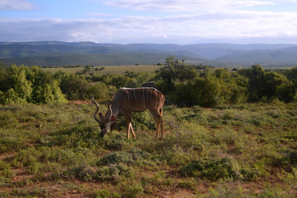 Onze eerste Kudu in Addo National Park