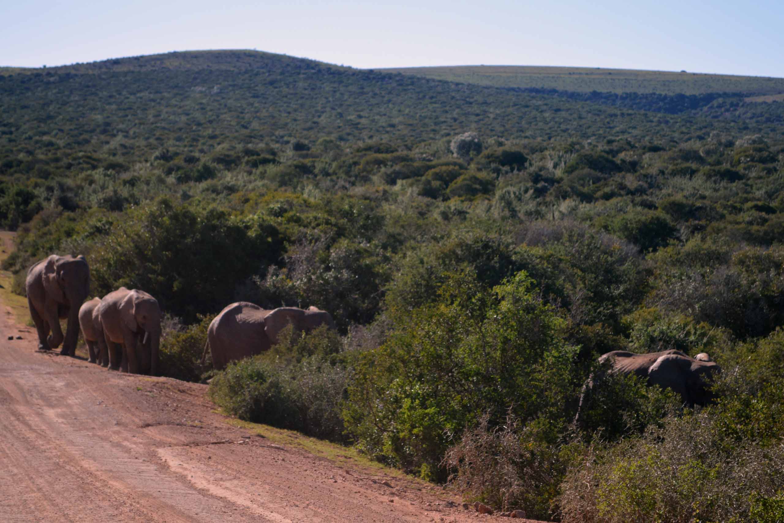 Op safari tijdens onze reis door Zuid-Afrika met kinderen