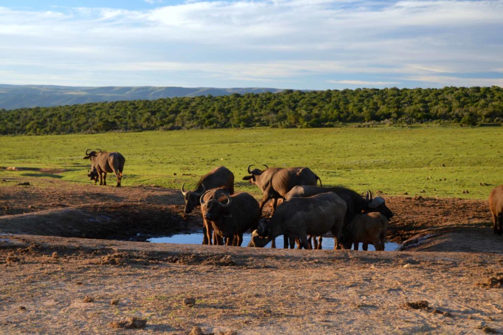 Op safari door Addo tijdens onze Zuid-Afrika met kinderen rondreis