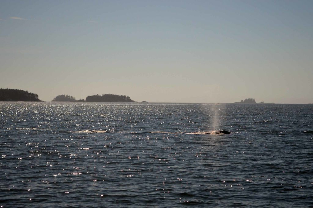 Walvisspotten op Vancouver Island
