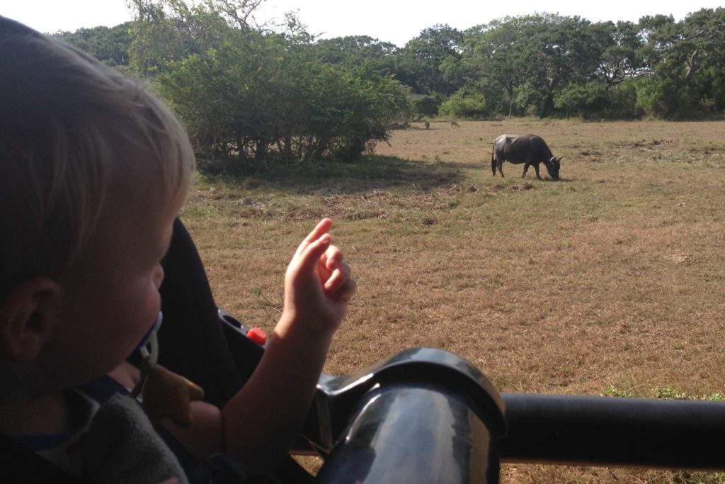 Ook een safari ontbreekt niet tijdens je Sri Lanka rondreis met kinderen