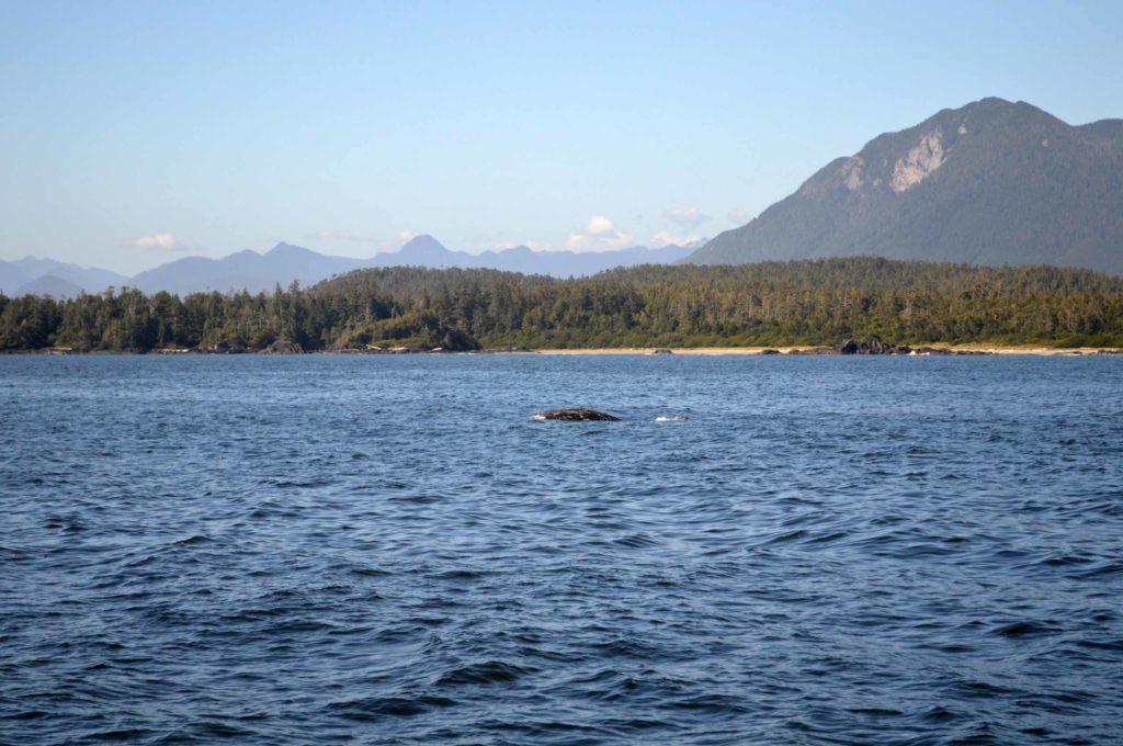 We gingen walvissen spotten in Canada