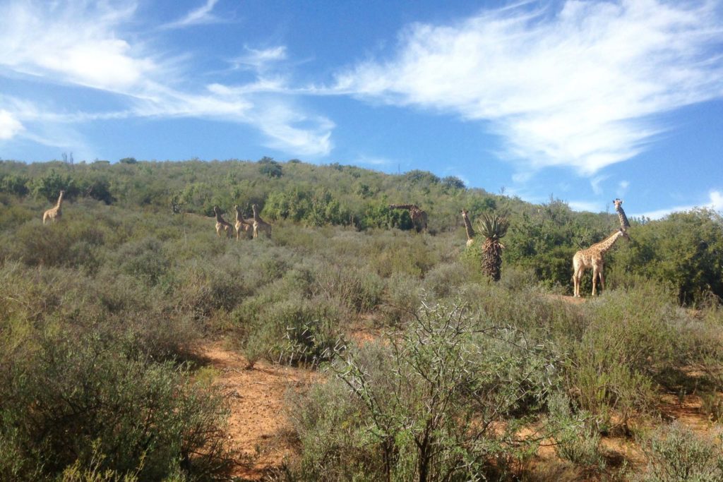 We spotten tientallen giraffen tijdens onze safari