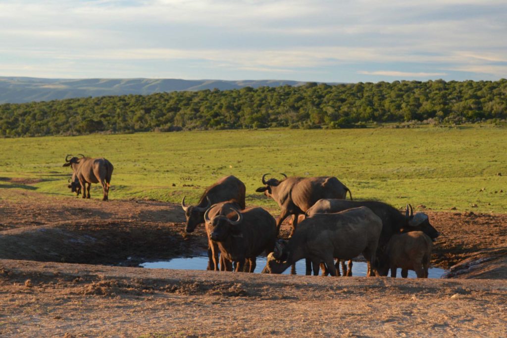 Buffels in Addo National para