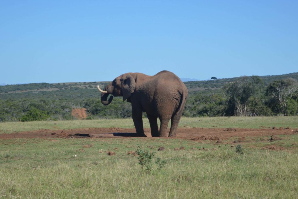 Addo is het olifantenpark, ze zijn bijna niet te missen