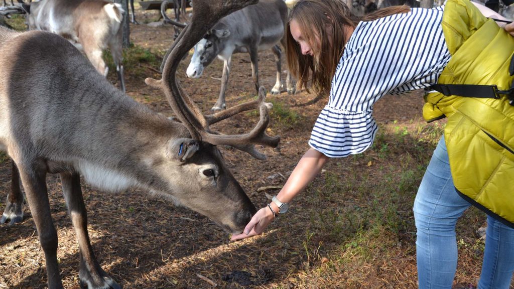 Bezoek een rendierfarm in Lapland