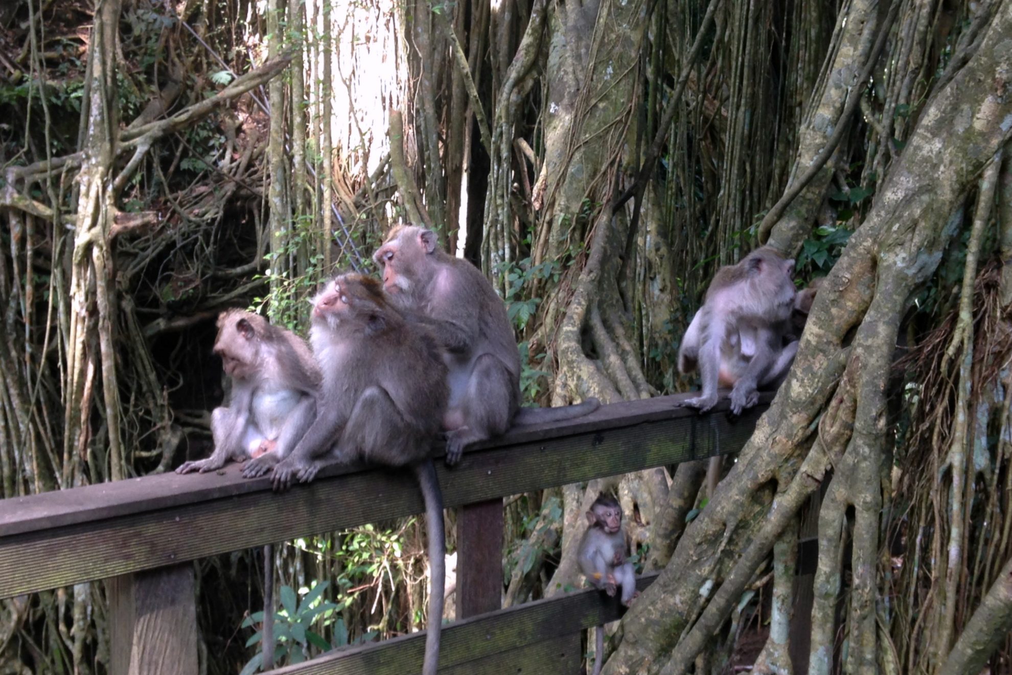 Monkey Forest in Ubud, tijdens onze vakantie Bali met kind