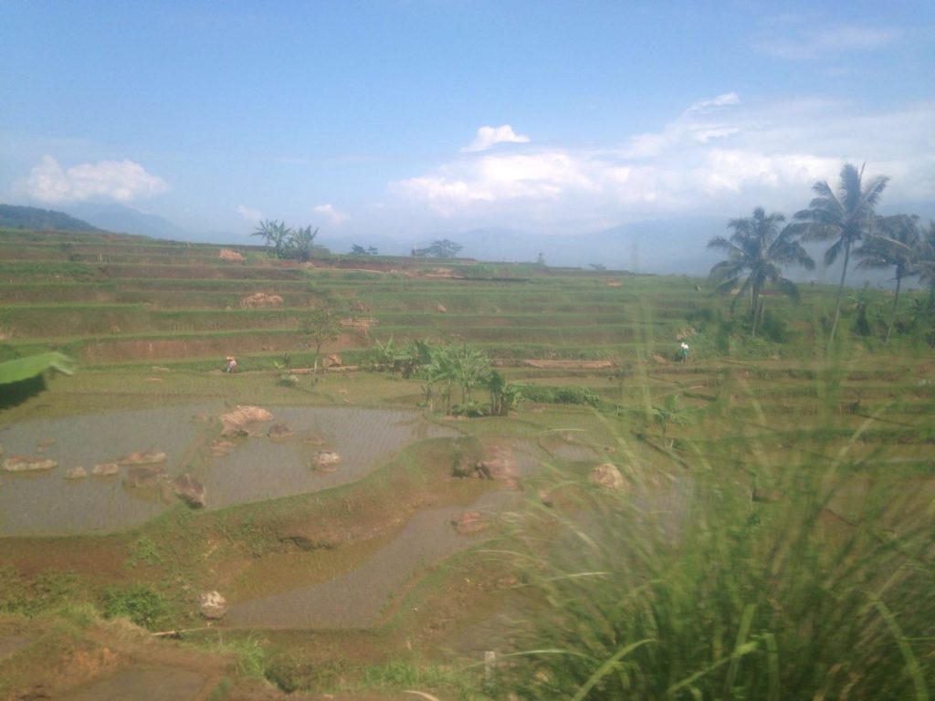 rijstvelden, lees hier ons reisverslag Indonesië met kinderen