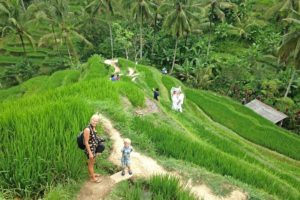 En ook rijstvelden ontbreken niet tijdens de vakantie Bali met kind