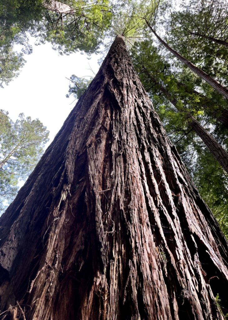 Reuzen bomen in Redwood National Park, net over de grens van Oregon
