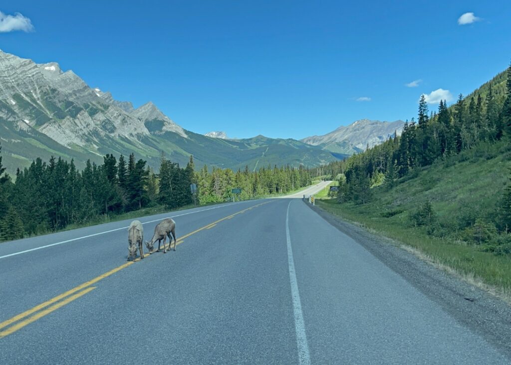 Prachtig alternatief voor Banff: Peter Lougheed Provincial Park