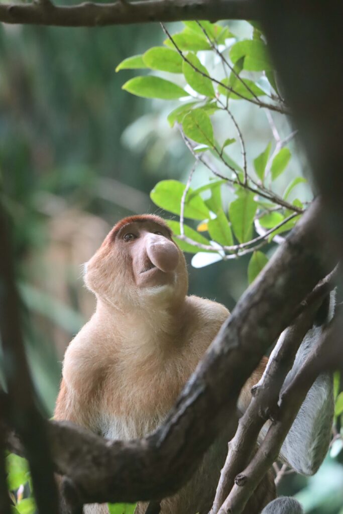 Borneo met kinderen - neusaap