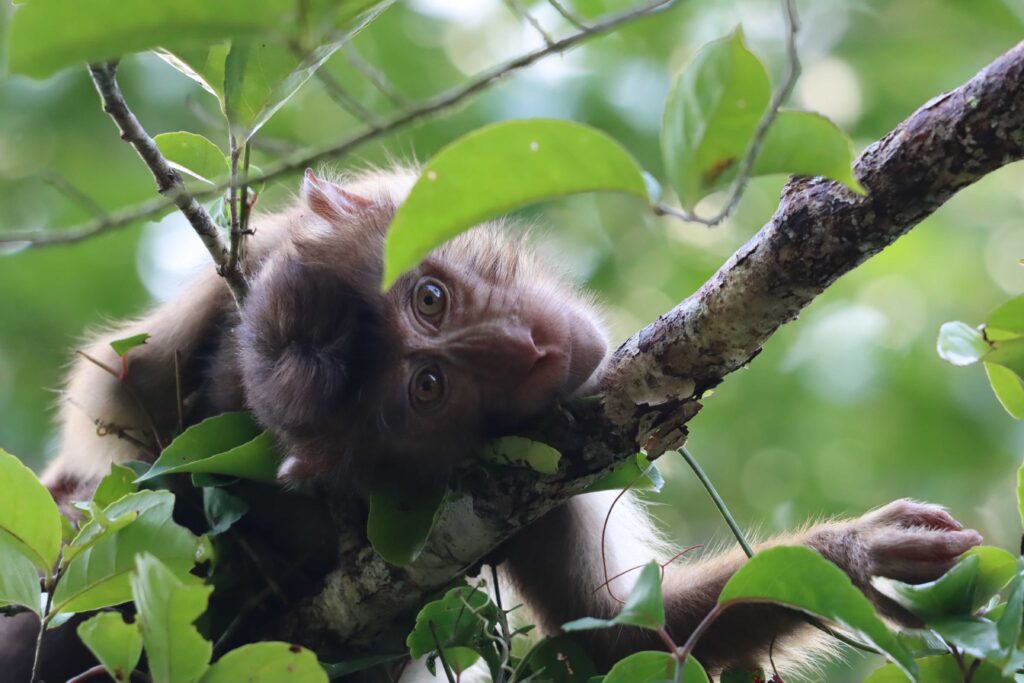 Borneo met kinderen - aap