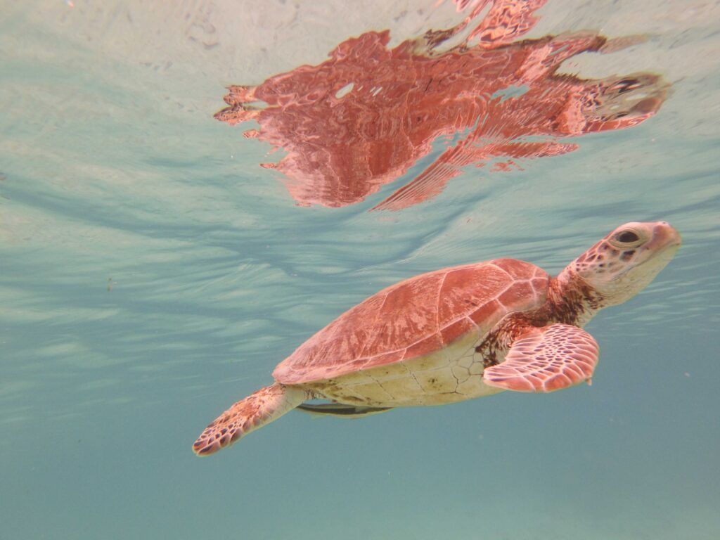 Borneo met kinderen - schildpad