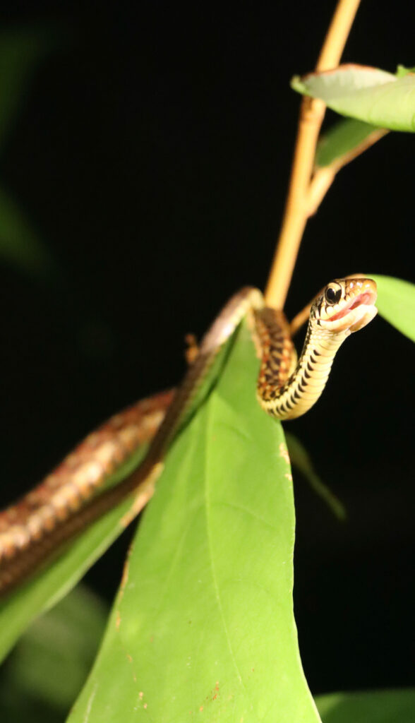 Borneo met kinderen - slang