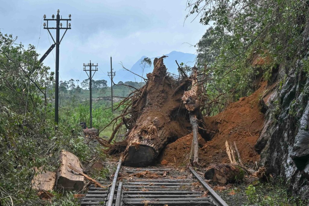 Rondreis Sri Lanka met kinderen - boom op het spoor