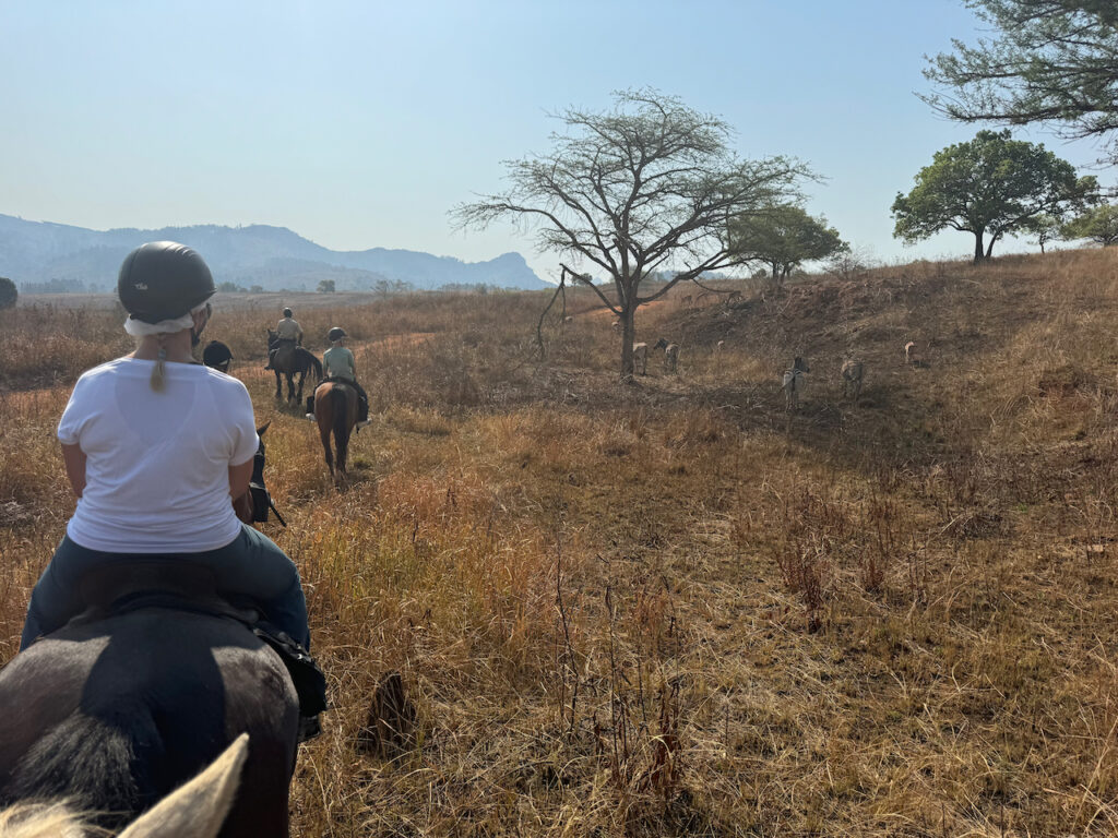 paardrijden in eSwatini; zebra's langs de weg