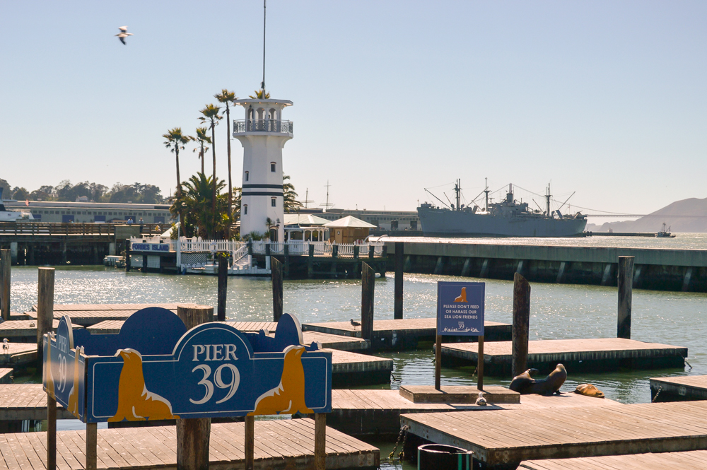 San Francisco met kinderen: zeehonden op Pier 39
